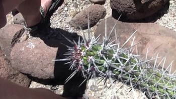 CactusCockCum
